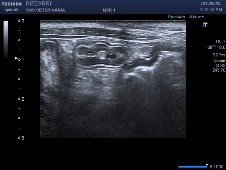 ascaride sezione trasversale